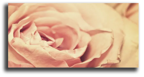 Постер "Бутон розы"