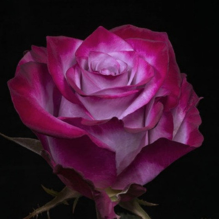 Роза чайно-гибридная Дип Перпл