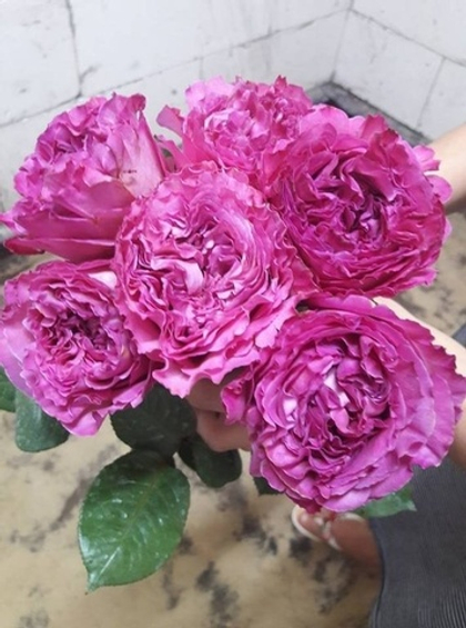 Роза Жанелли