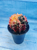 Gymnocalycium Variegata (Гимнокалициум Вариегатный)