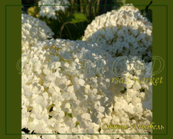 Гортензия древовидная Стронг Аннабель (Hydrangea arborescens `Strong Annabelle`)