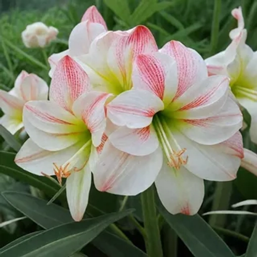 Амариллис Эппл Блоссом Закупка М80 сентябрь 2026