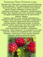 Княженика Пима полярная арктическая малина