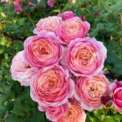 Прикс П.Ж. Редут (Prix P.J. Redoute)