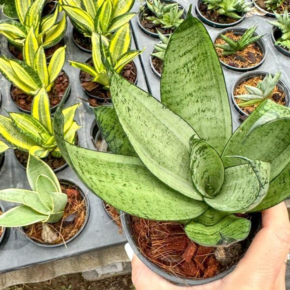 Сансевиерия NIGHT OWL