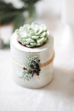 Маленький суккулент в новогоднем бетонном кашпо