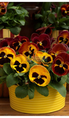 Фиалка Виттрока MAMMOTH ON FIRE