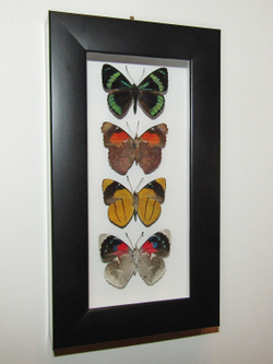 Бабочки Перисамы в рамке