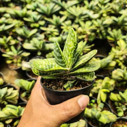 Гастерия NIGRICAN YELLOW