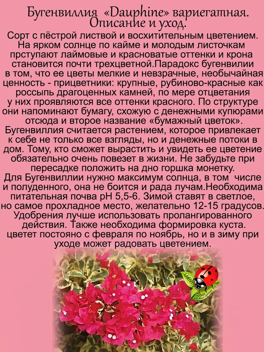 Бугенвилия Дофин денежный цветок