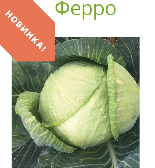 Ферро F1 семена капусты белокочанной (Seminis / Семинис) продукт – фото 8