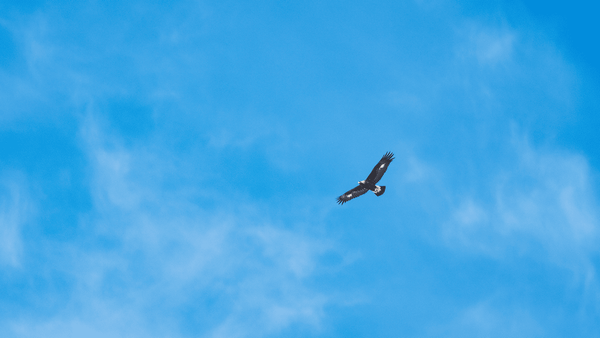 Почему важно мыслить широко и ставить масштабные цели Почему важно мыслить широко и ставить масштабные цели