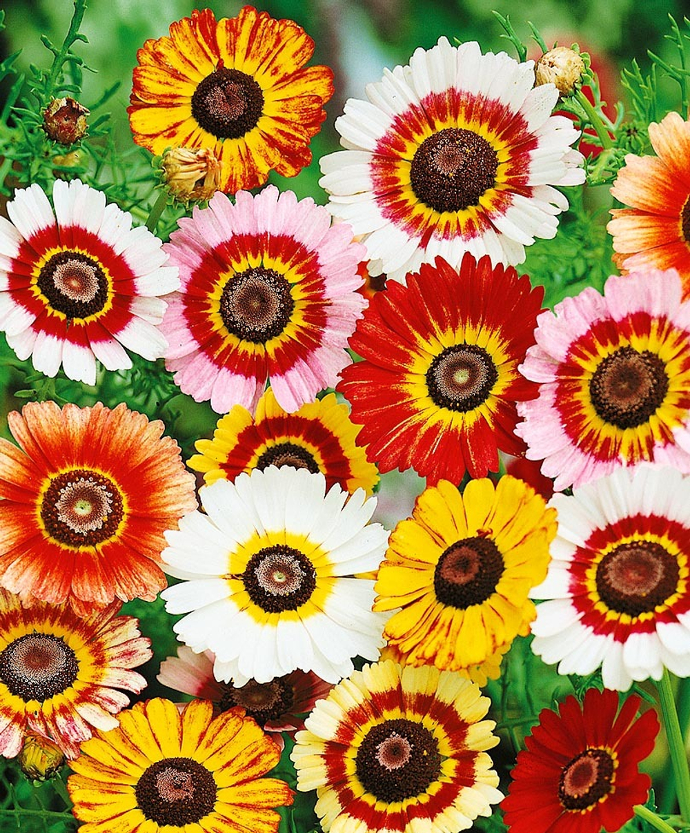 Хризантема Радуга микс 0,2г