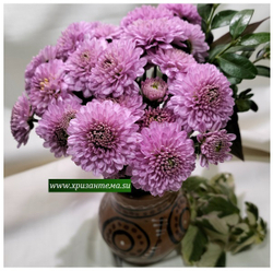 Корейская хризантема Дюймовочка 🌻 ☘ з.26 (отгрузка май 2025г)