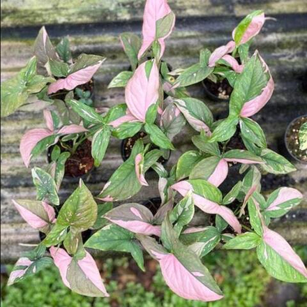 Сингониум PINK SPLASH