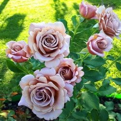 Роза Коко Локо флорибунда саженец с ОКС.