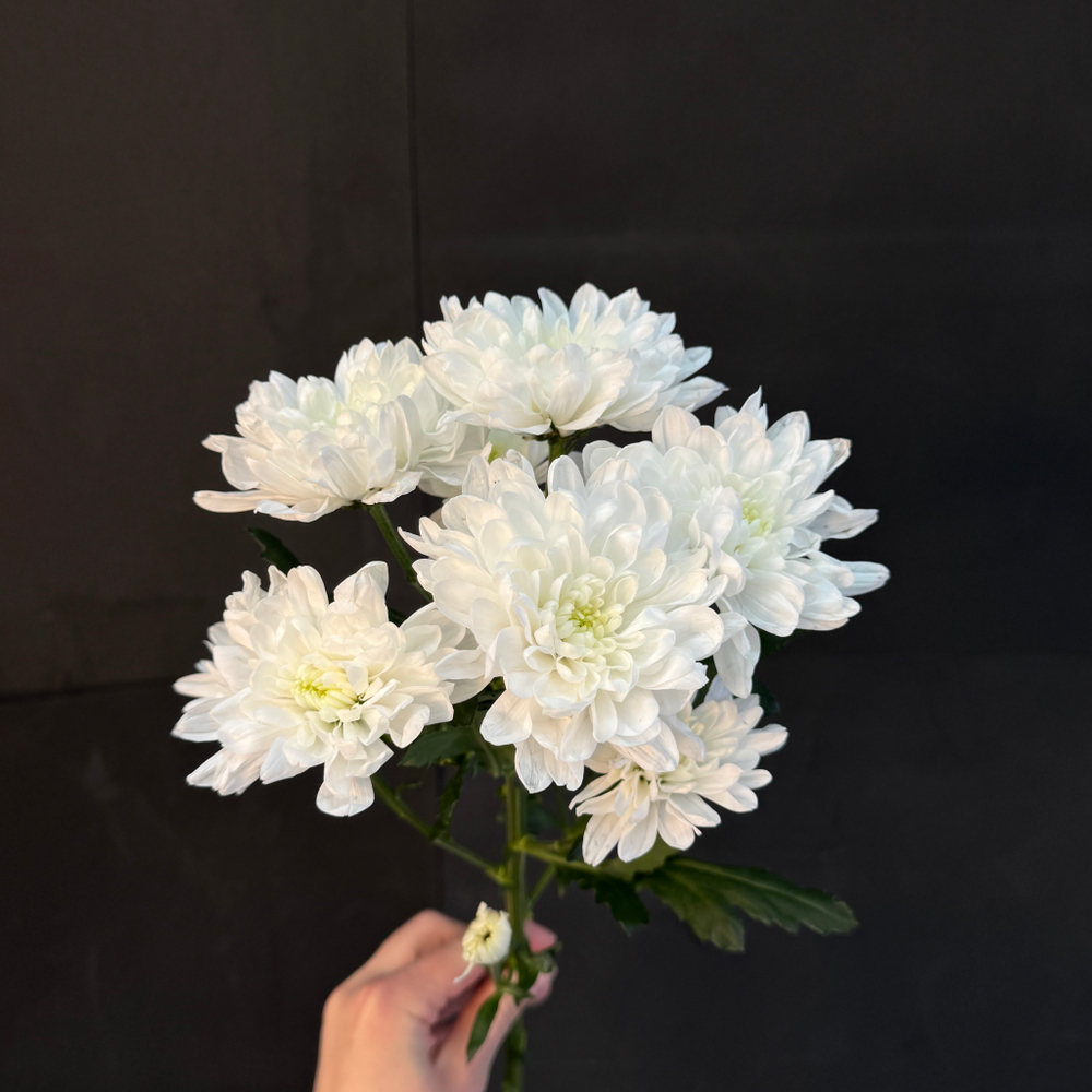 Хризантема кустовая Белая / 1 шт