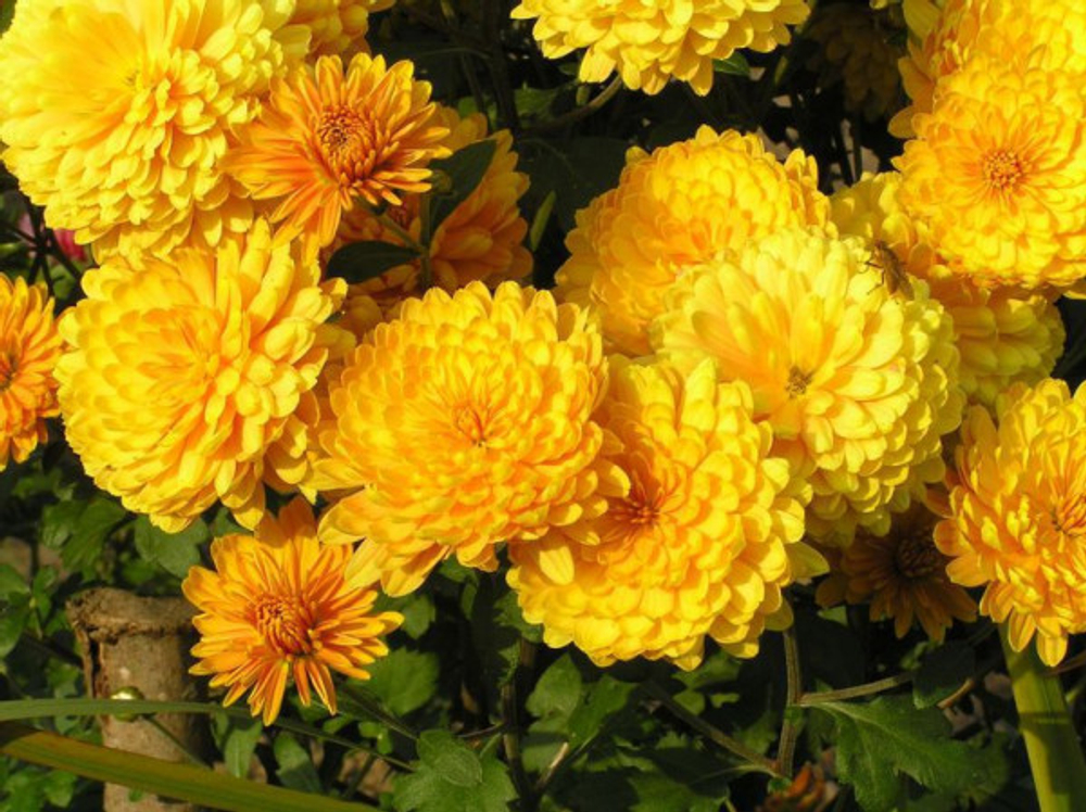 Хризантема корейская Золотистая