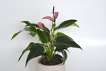 Антуриум Андреанум Зизу / Anthurium Zizou