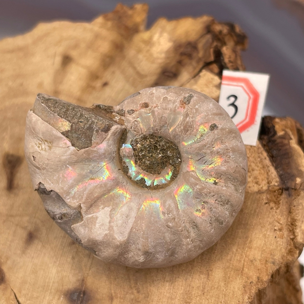 26388 Аммонит с амолитом 34-36мм