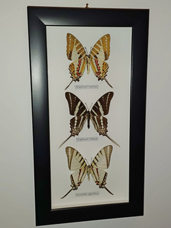 Бабочки рода Graphium в рамке