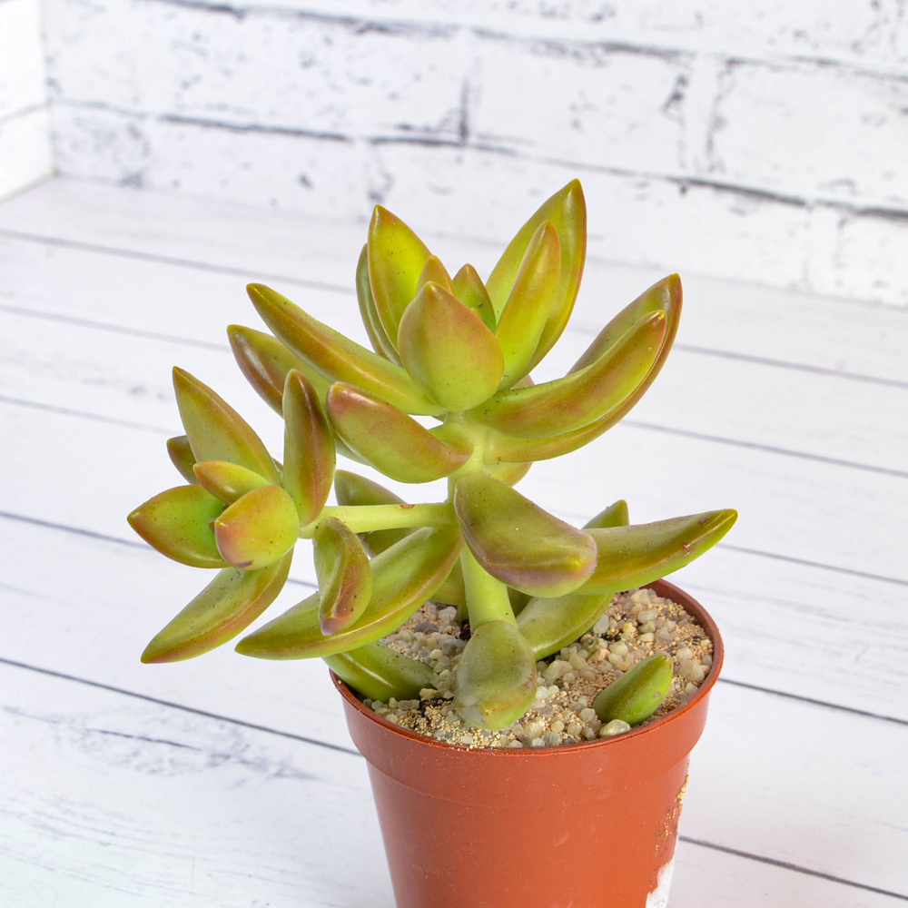 Sedum Nussbaumerianum (Седум)