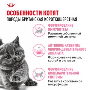 Уценка! Срок 08.08.26/ Сухой корм Royal Canin British Shorthair Kitten для британских короткошерстных котят