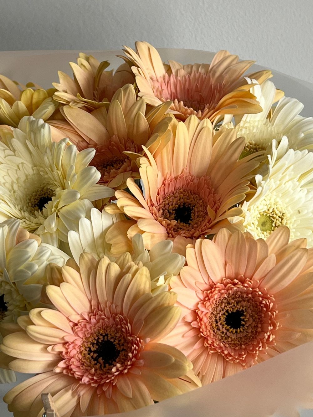 Букет из гербер в кремовом оттенке 15 шт