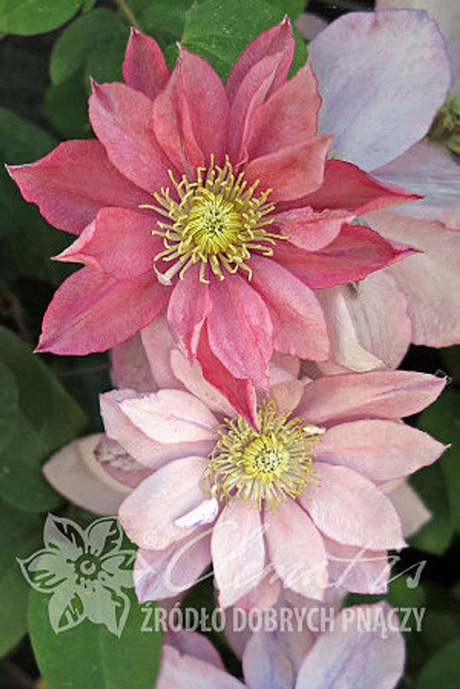 Клематис гибридный Литтл Мермэд Закупка М33 апрель 2026 Клематис гибридный Литтл Мермэд Закупка М33 апрель 2026