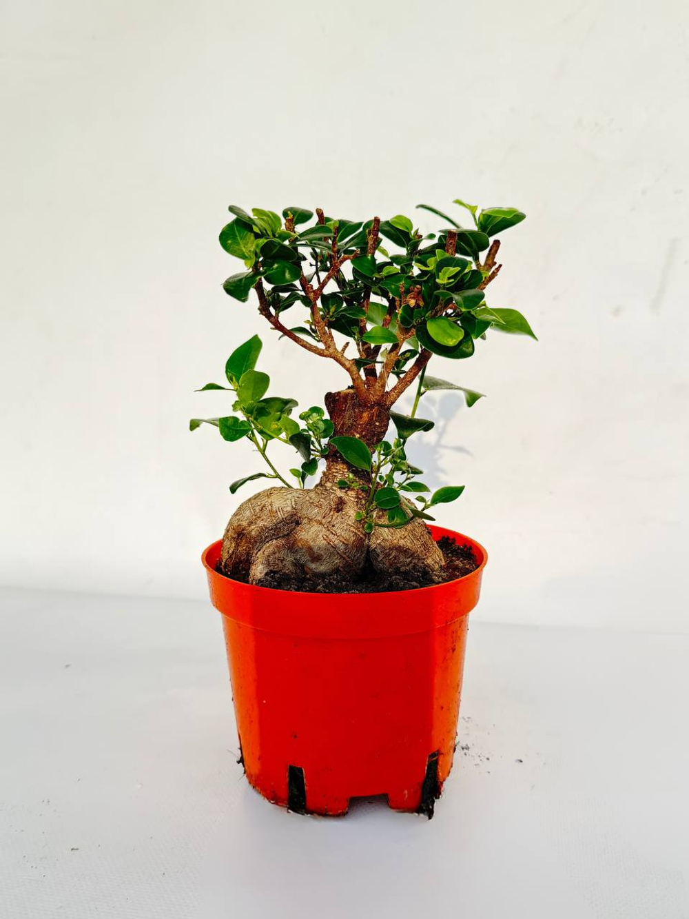 Фикус Гинсенг д.13 СП