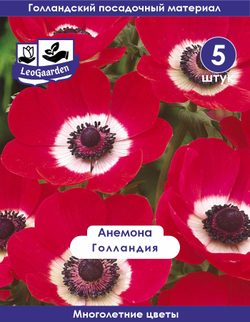 Анемона луковицы, Голландия 5 шт