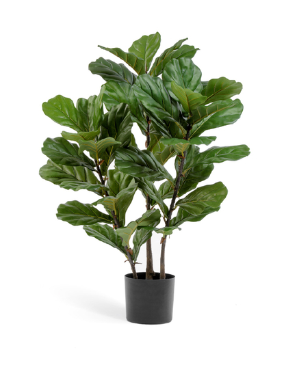 Фикусы и Лонгифолии