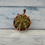 Gymnocalycium Friedrichii (Гимнокалициум)