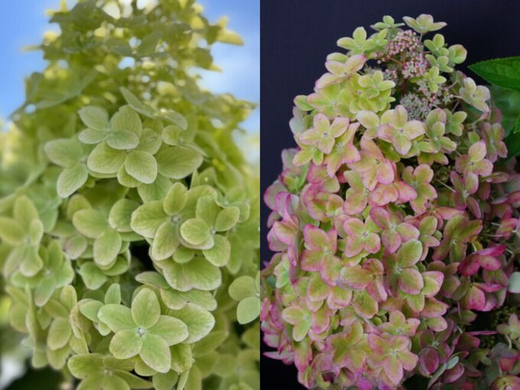 Гортензия метельчатая Металлика С7,5 Закупка М59 июнь 2026