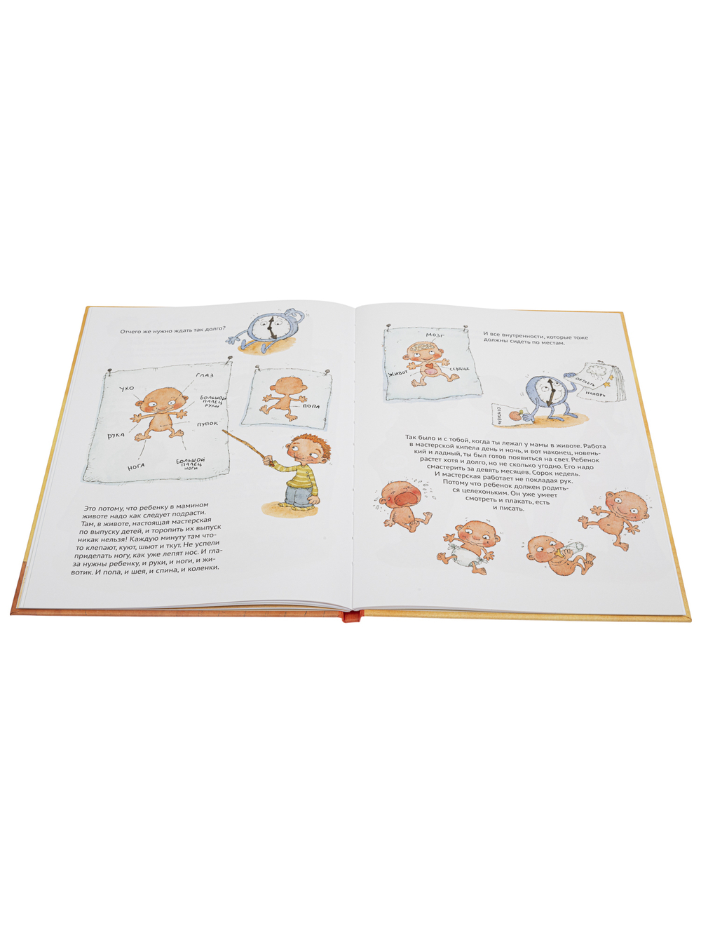 Как я появился на свет