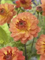 Георгин декоративный Грейслэнд