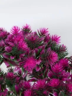 Бонсай в горшке "Мелкие пушистики" 26х24 см, микс