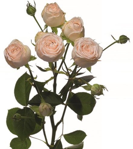 Роза кустовая «София»