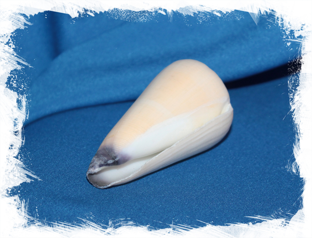 Морская раковина Конус Вирго,  Conus virgo