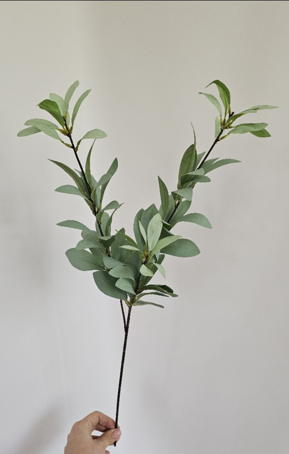 Эвкалипт / Арт 1251