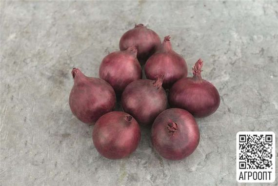 РЕД БАРОН семена лука репчатого (Bejo | Alexagro)