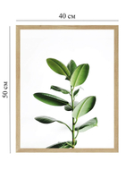 Набор постеров 40х50 растения 3 шт арт 156986686 ТТН 246259226