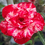 Адениум обесум 262 Thành Thái Mutation