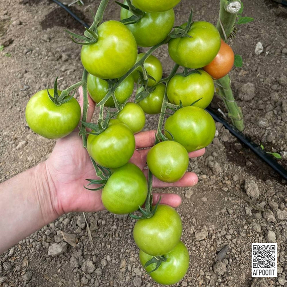 Хибачи F1 семена томата индетерминантного (Rijk Zwaan / Райк Цваан) культура – фото 8