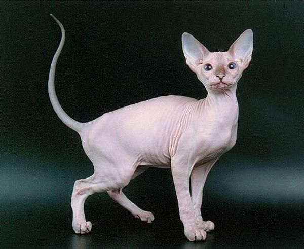 Петерболд (петербургский сфинкс) Петерболд (петербургский сфинкс)