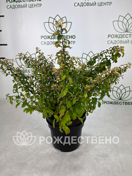 Спирея ниппонская Гелвес Рейнбоу