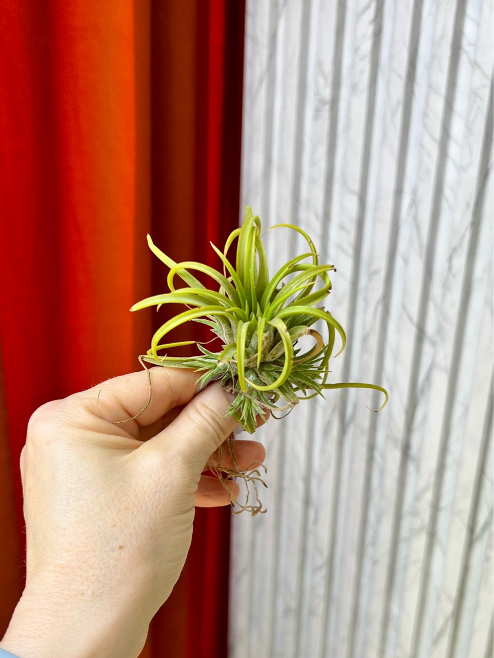 Тилландсия Ионанта микс (ionantha), 1шт, Нидерланды