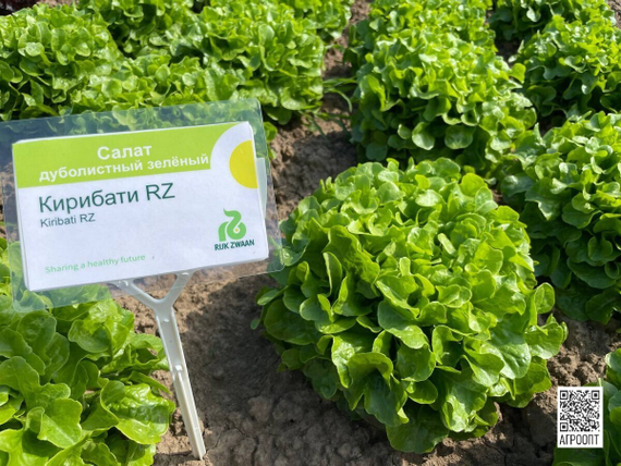 КИРИБАТИ семена салата (Rijk Zwaan | Alexagro) – фото 7