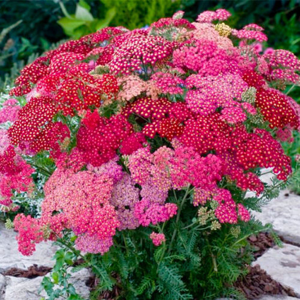 Тысячелистник обыкновенный Флауерберст Ред Шейдс