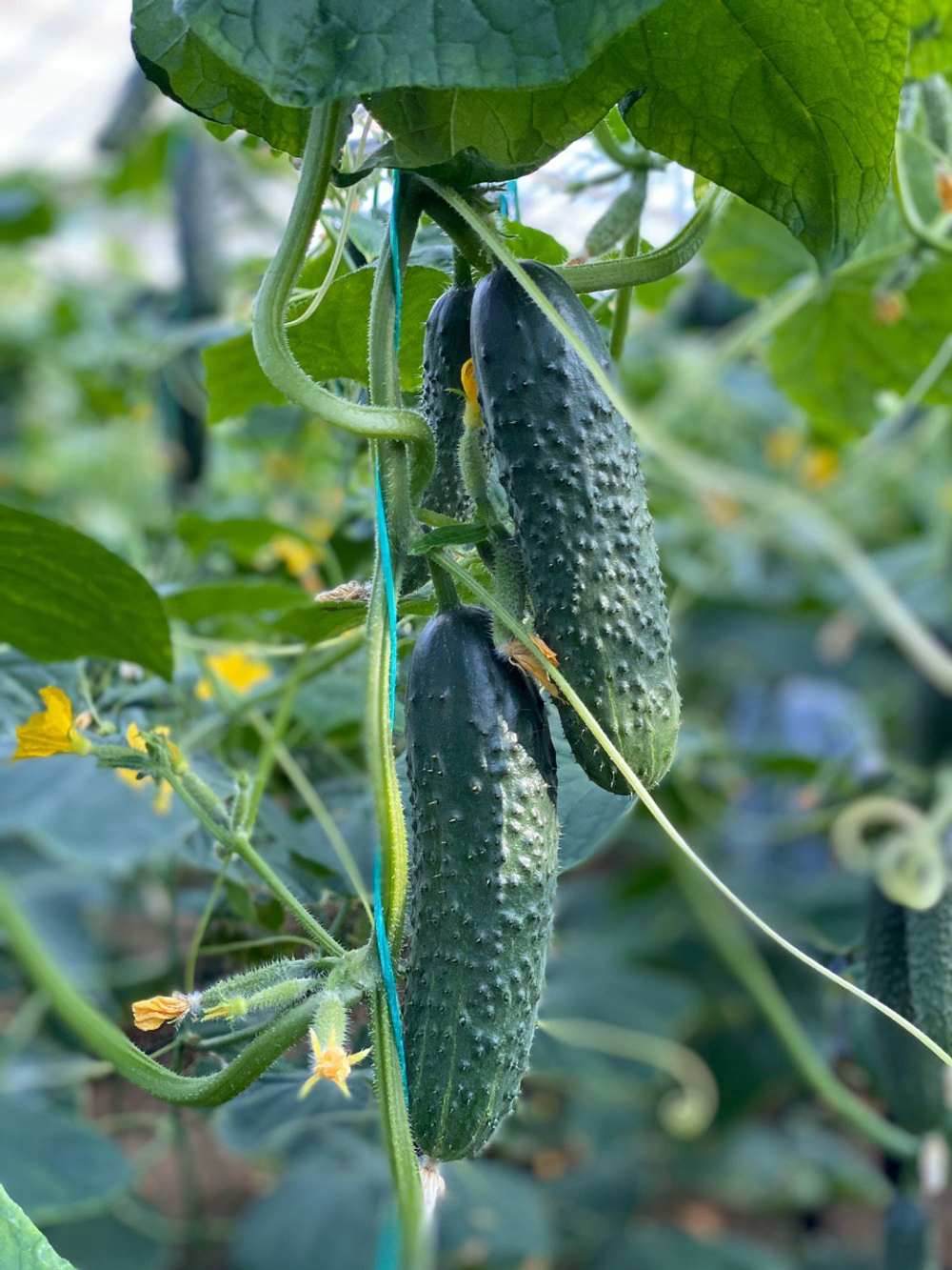 Баде F1 семена огурца партенокарпического ( Yuksel Tohum / )